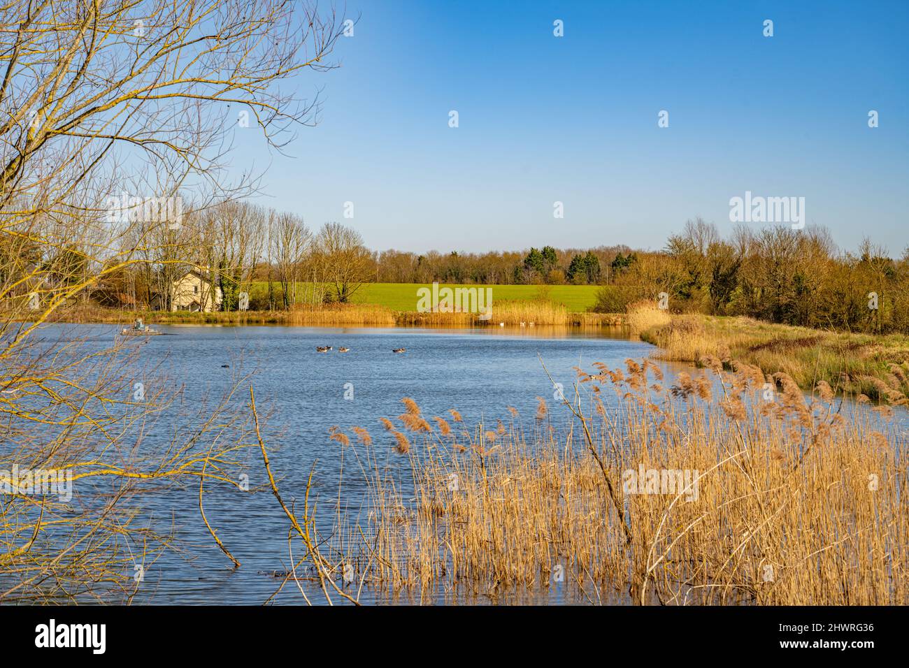 Man made irrigation lake between Pleshey and Great Waltham, Essex Stock Photo