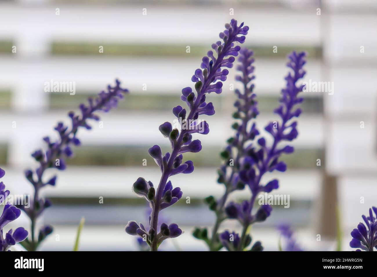 Faux fake lavender flowers / stems with bokeh background Stock Photo