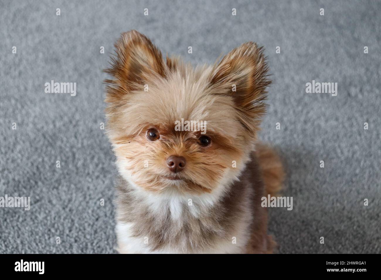 Tiny dog hires stock photography and images Alamy