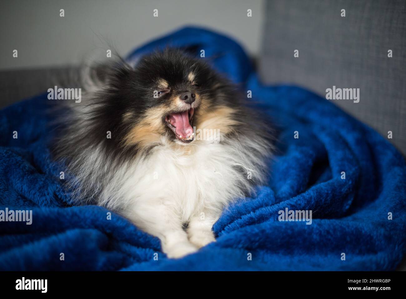 Pomeranian Spitz lies on the sofa at home Stock Photo