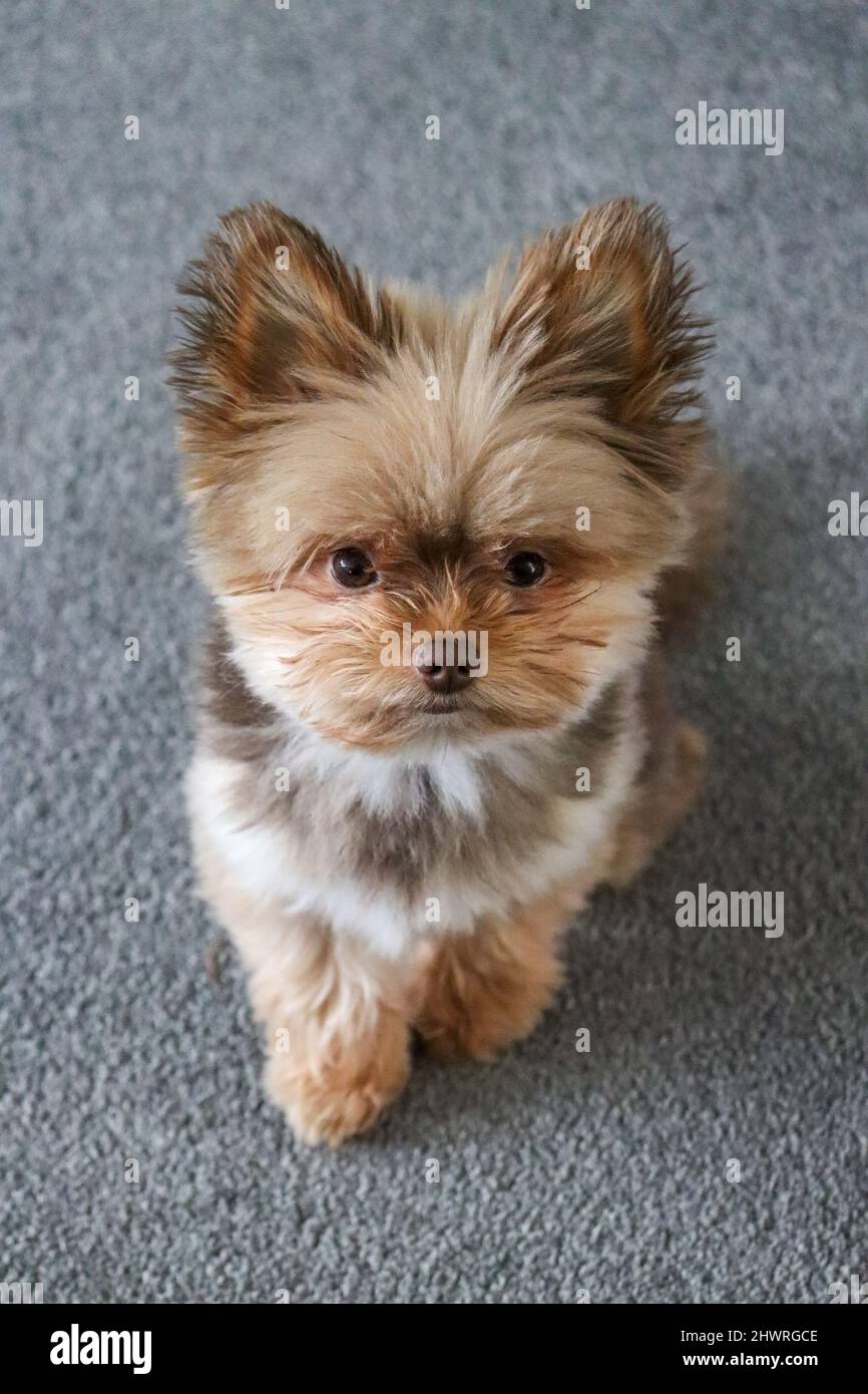 Small cute chocolate coloured fluffy puppy dog Stock Photo - Alamy