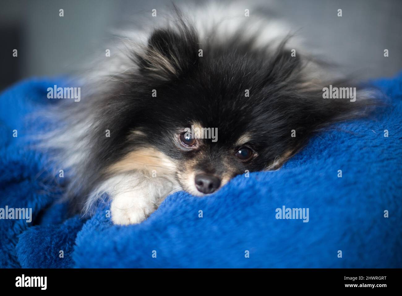 Pomeranian Spitz lies on the sofa at home Stock Photo