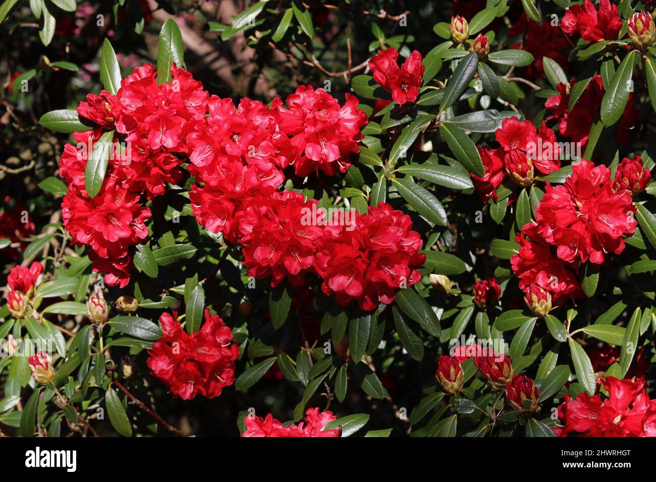 Beautiful red rhododendron flowers and waxy green foliage in springtime Stock Photo