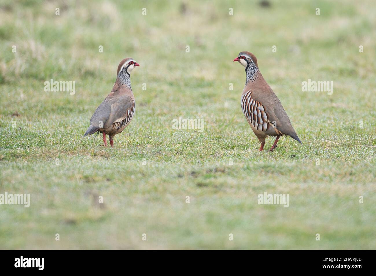 Red-legged partridge (Alectoris rufa) two males competing for a female, who is well to the left of the picture. Stock Photo