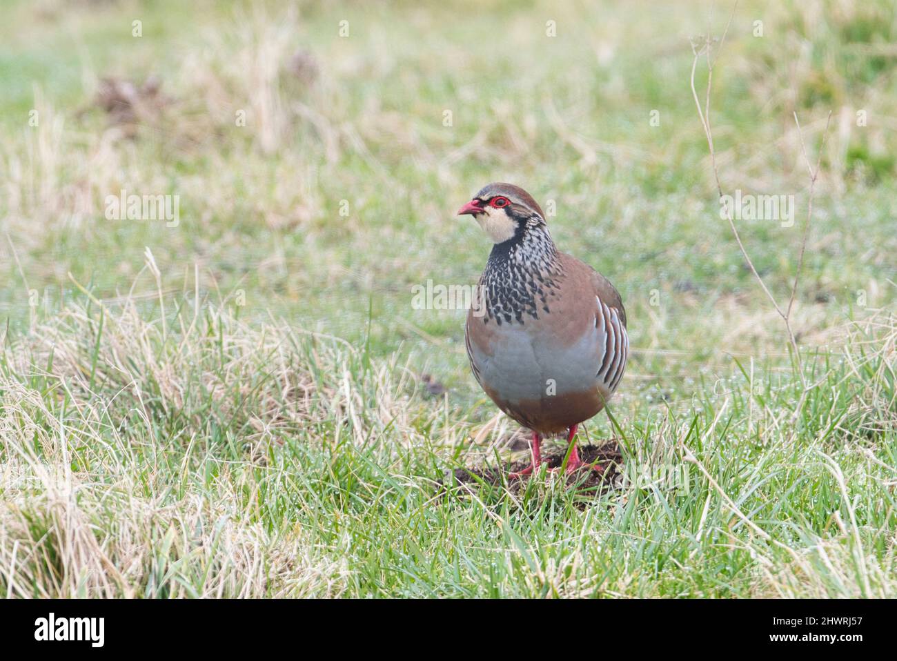 Red-legged partridge (Alectoris rufa) Stock Photo