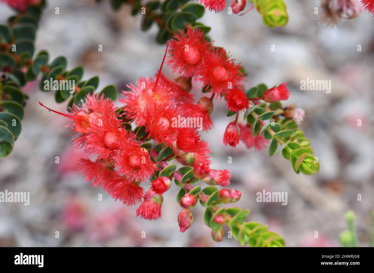 Red flowers of the Western Australian native Scarlet Feather Flower, Verticordia grandis, family Myrtaceae. Endemic to woodland and heath of WA Stock Photo