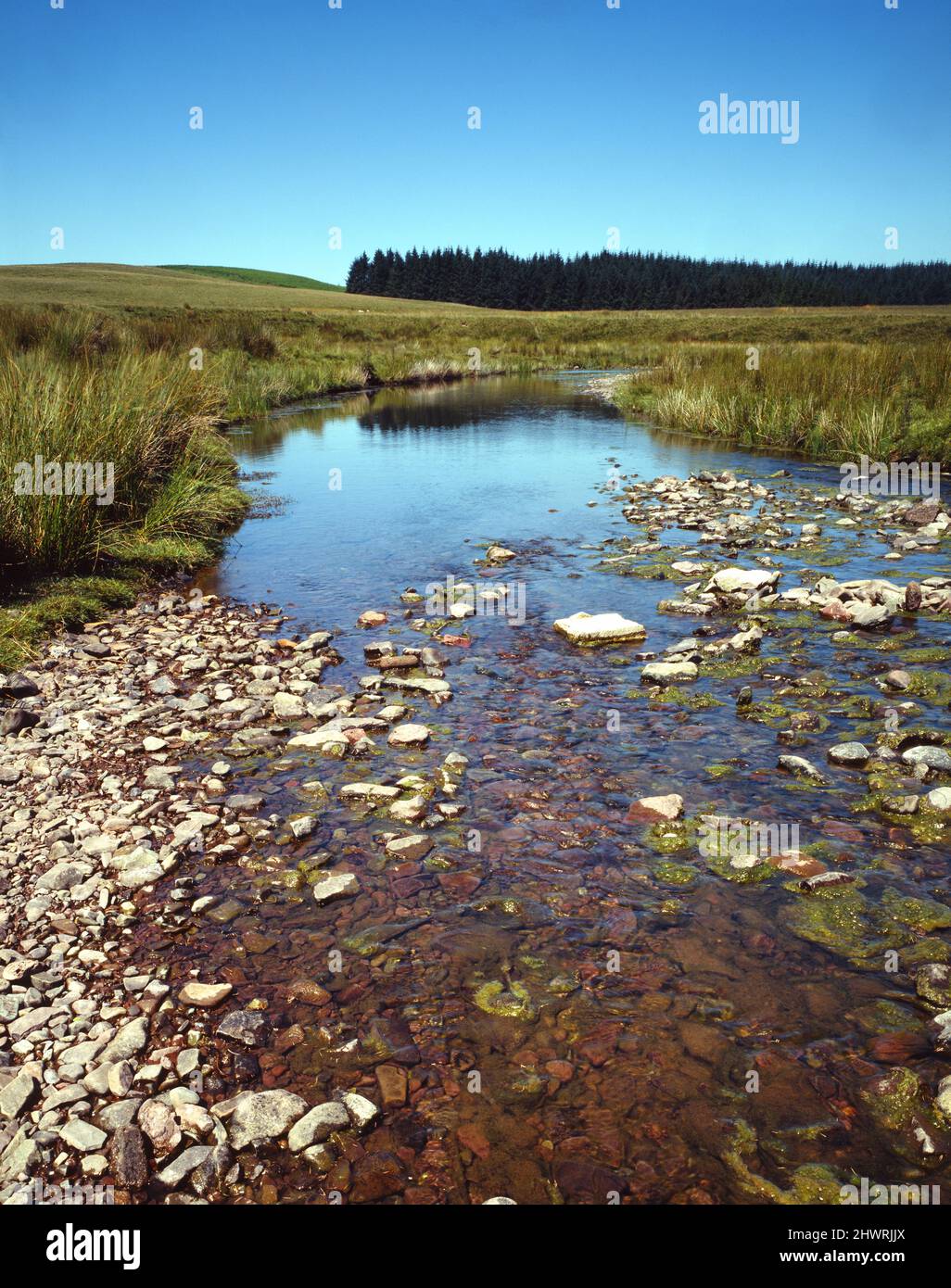 Clear clean mountain stream Afon Senni  with rocks in water blue sky forest in background copy space grass portrait format Heol Senni  Powys Wales UK Stock Photo