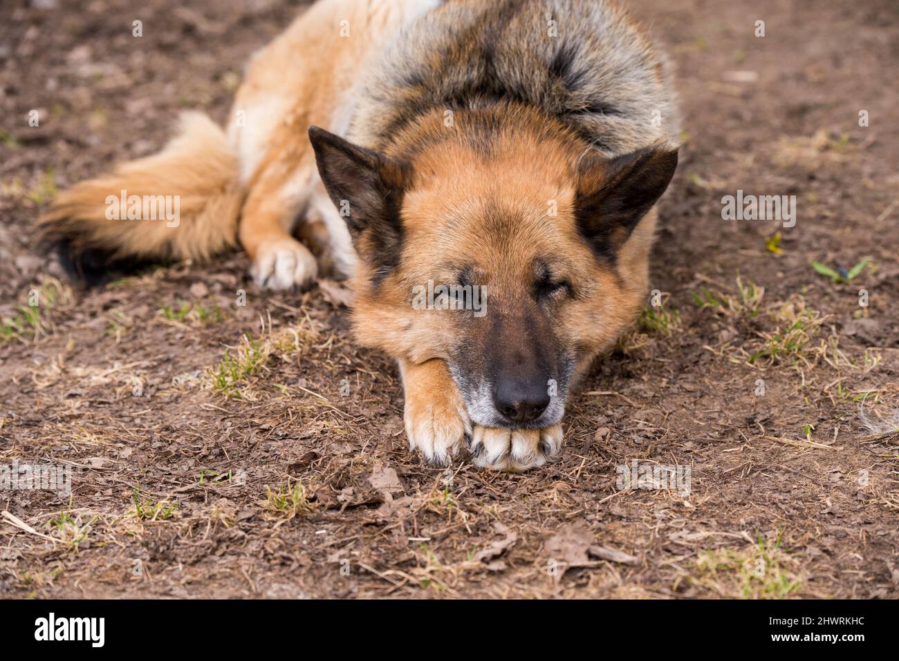 How Many Hours German Shepherd Puppy Sleep