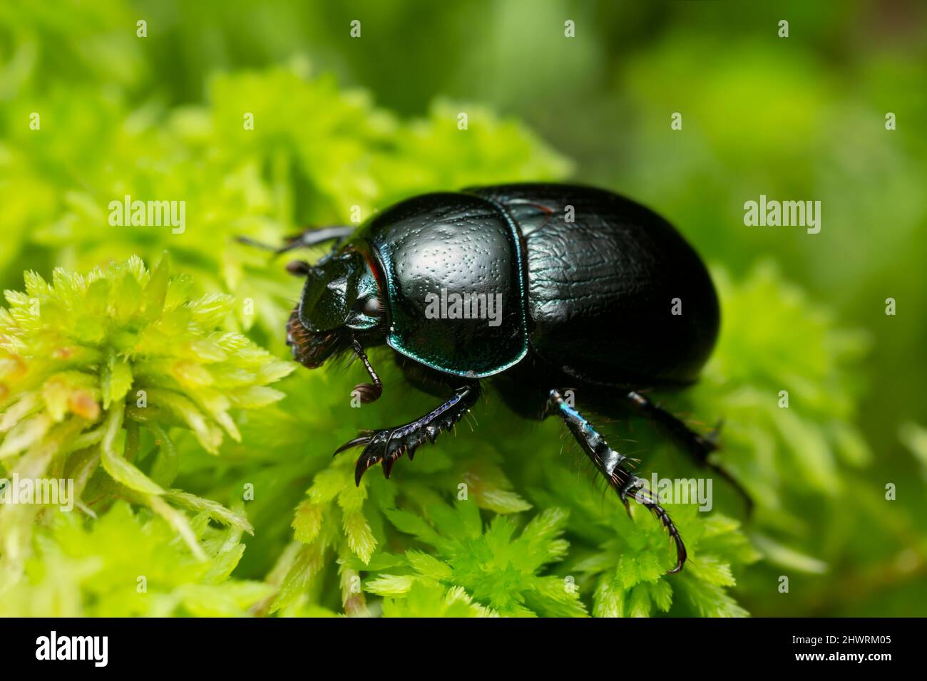 Earth-boring dung beetle, Geotrupidae on green moss, macro photo Stock Photo