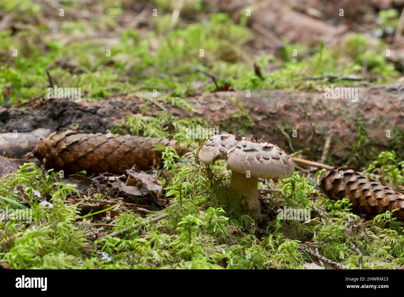 Scaly hedgehog, Sarcodon imbricatus growing in coniferous environment Stock Photo