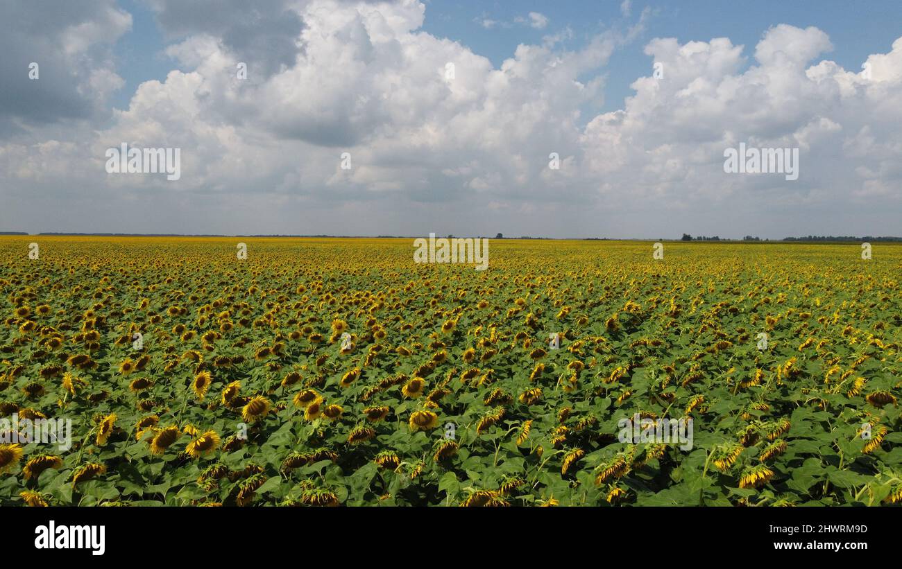 A field of sunflowers under a cloudy sky Stock Photo - Alamy