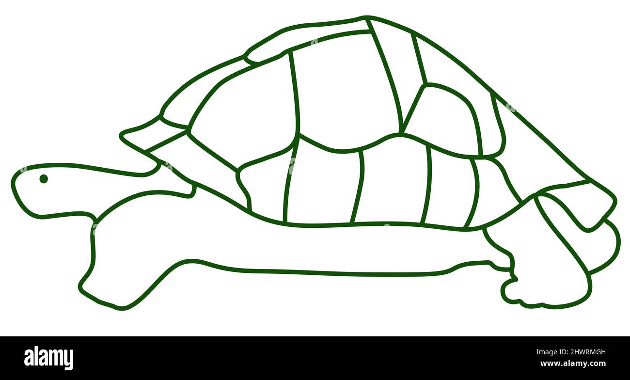 Lovely turtle baby hi-res stock photography and images - Alamy
