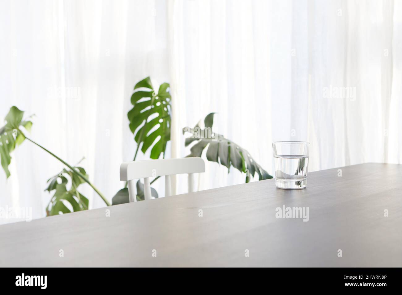 Glass of water placed on white table with chair near potted Monstera deliciosa plant in light modern apartment Stock Photo
