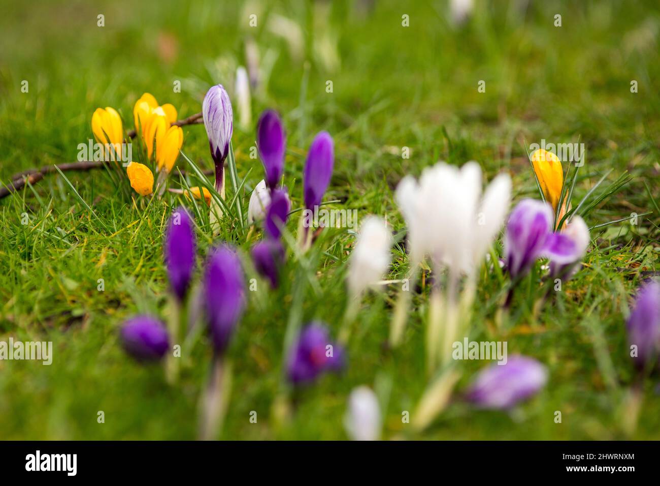 Halifax, West Yorkshire, UK. 7th Mar, 2022. A sea of crocus brighten up
