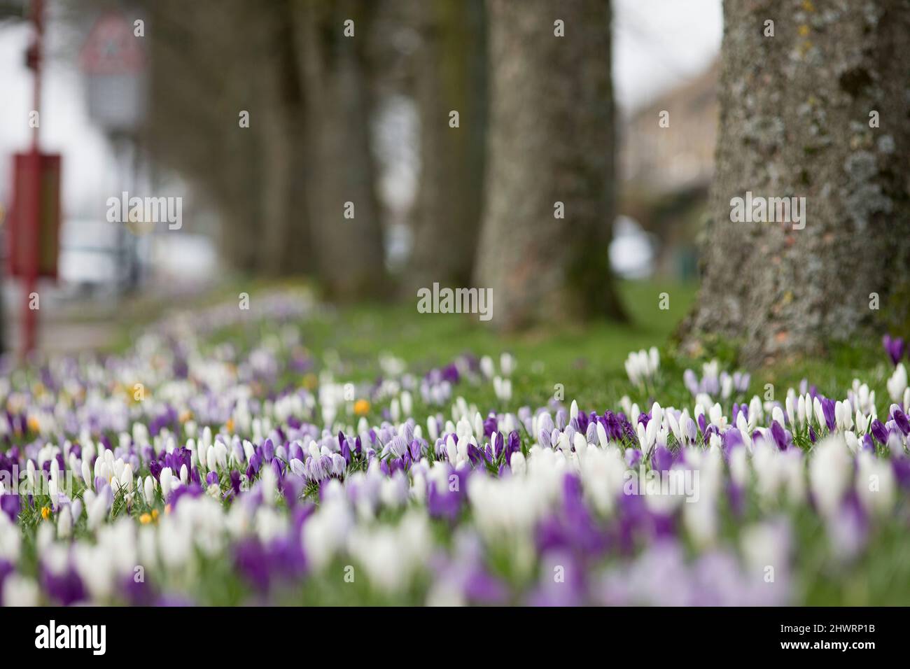 Halifax, West Yorkshire, UK. 7th Mar, 2022. A sea of crocus brighten up