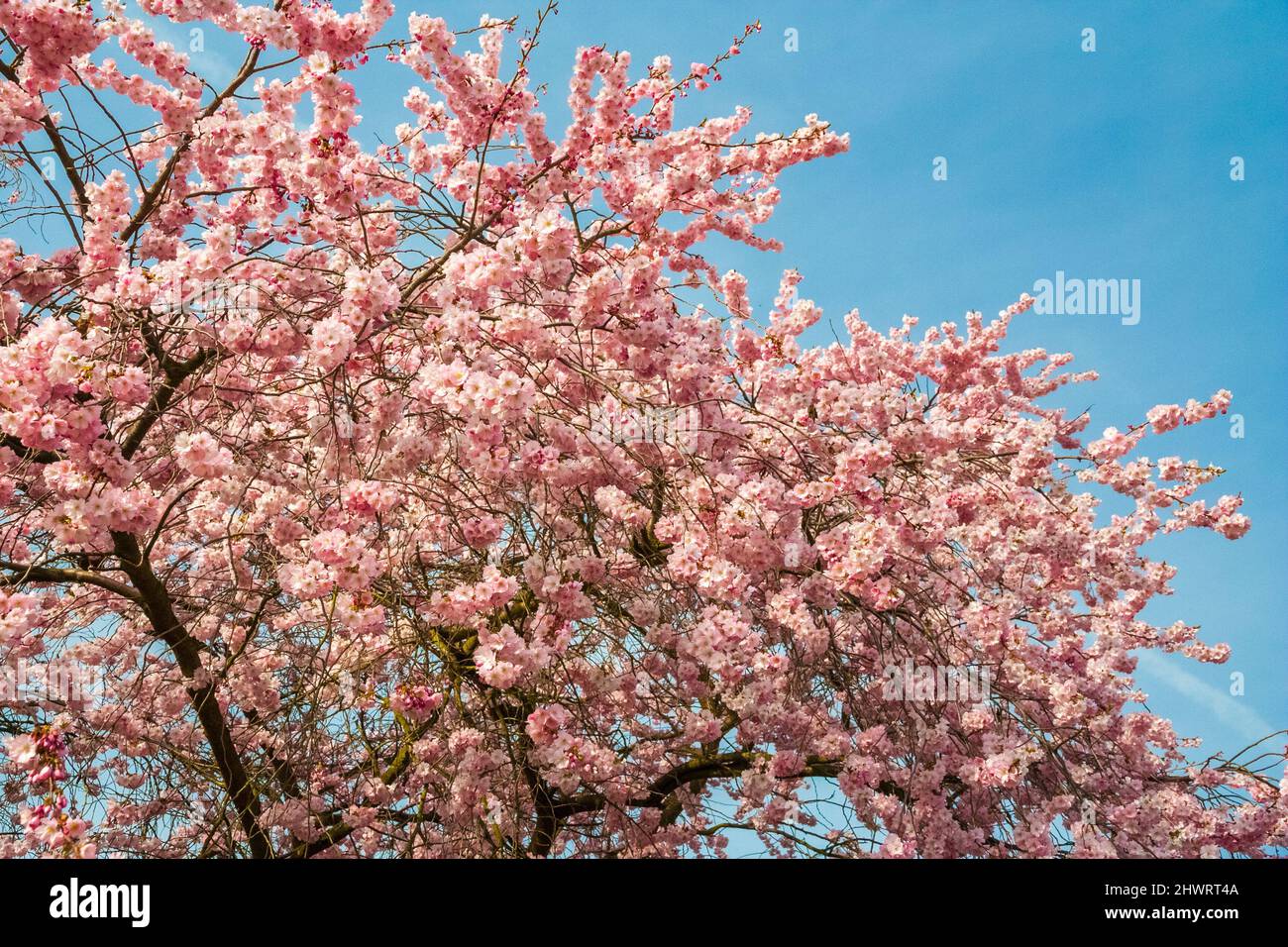 Beautiful close-up view of a cherry tree crown with numerous Japanese ornamental cherry blossoms (Prunus serrulata) on its branches in spring in the... Stock Photo