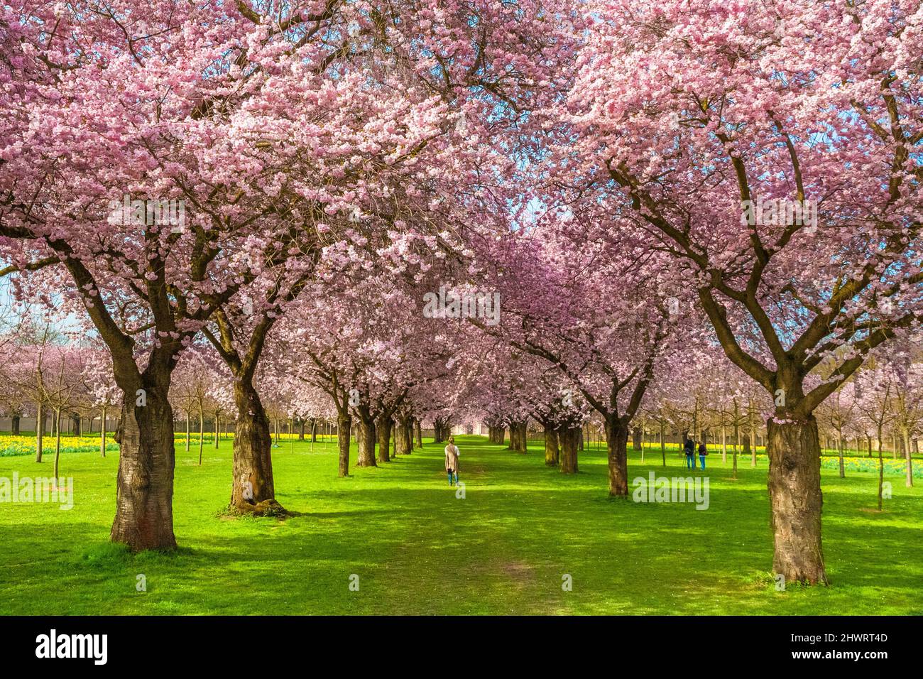 A woman stands in the middle of the popular avenue of blooming Japanese ornamental cherry trees in the famous garden of the Schwetzingen Palace in... Stock Photo