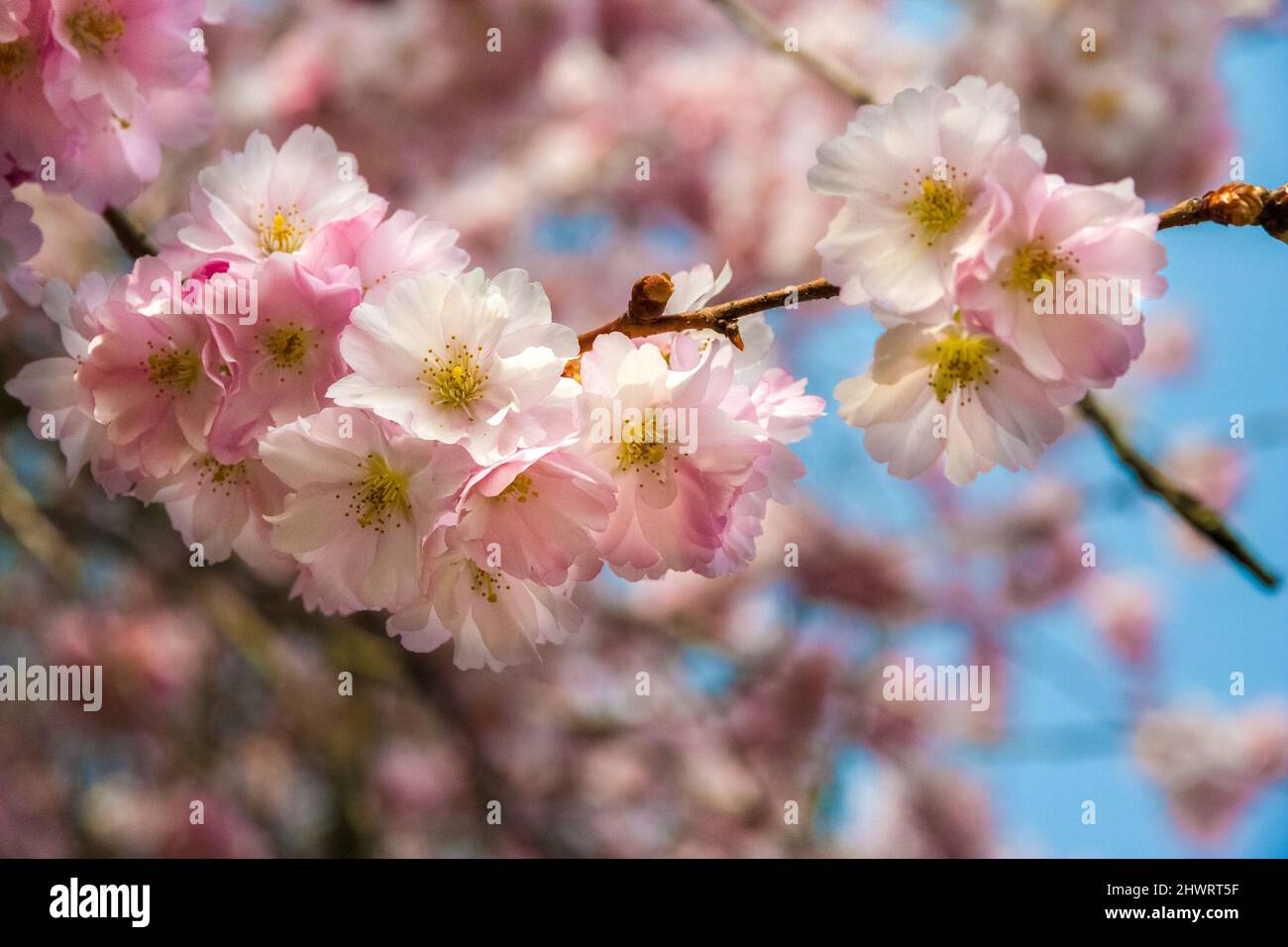 Gorgeous close-up view of Japanese ornamental cherry blossoms (Prunus serrulata) on a branch in spring in the famous garden of Schwetzingen Palace,... Stock Photo