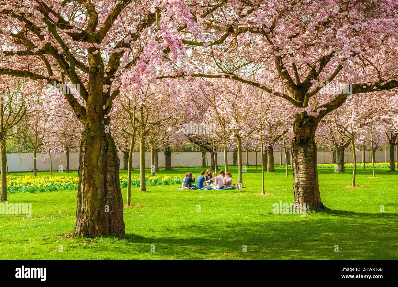 Great view of young people sitting on a blanket in the middle of blooming Japanese ornamental cherry trees and having a picnic in the famous garden of... Stock Photo