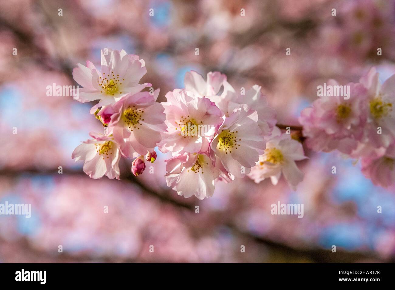 Lovely close-up view of Japanese ornamental cherry blossoms (Prunus serrulata) on a branch in spring in the famous garden of Schwetzingen Palace,... Stock Photo