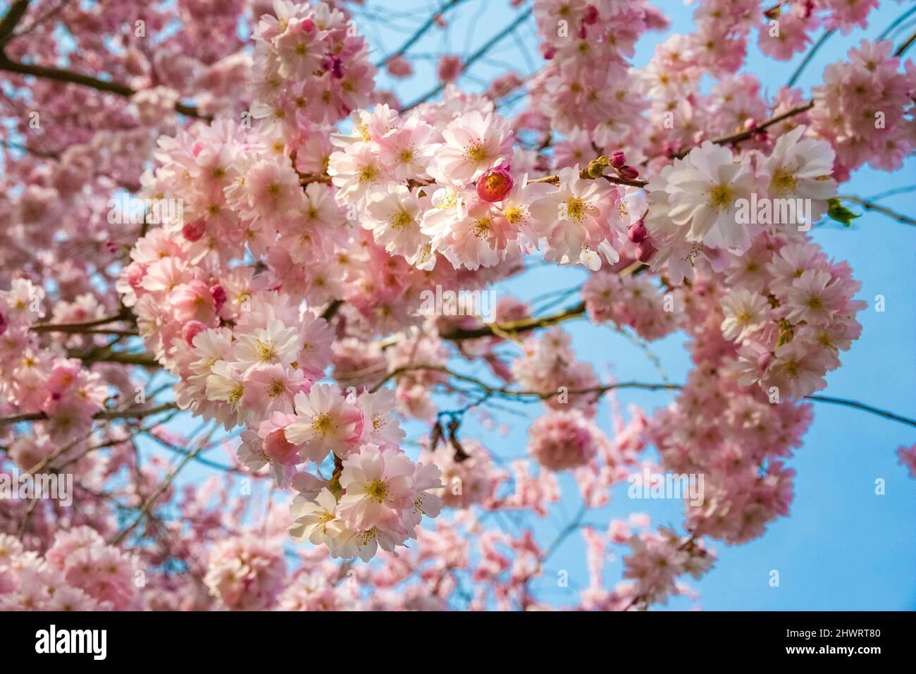 Magnificent view of numerous Japanese ornamental cherry blossoms (Prunus serrulata) on branches in spring in the famous garden of Schwetzingen Palace,... Stock Photo