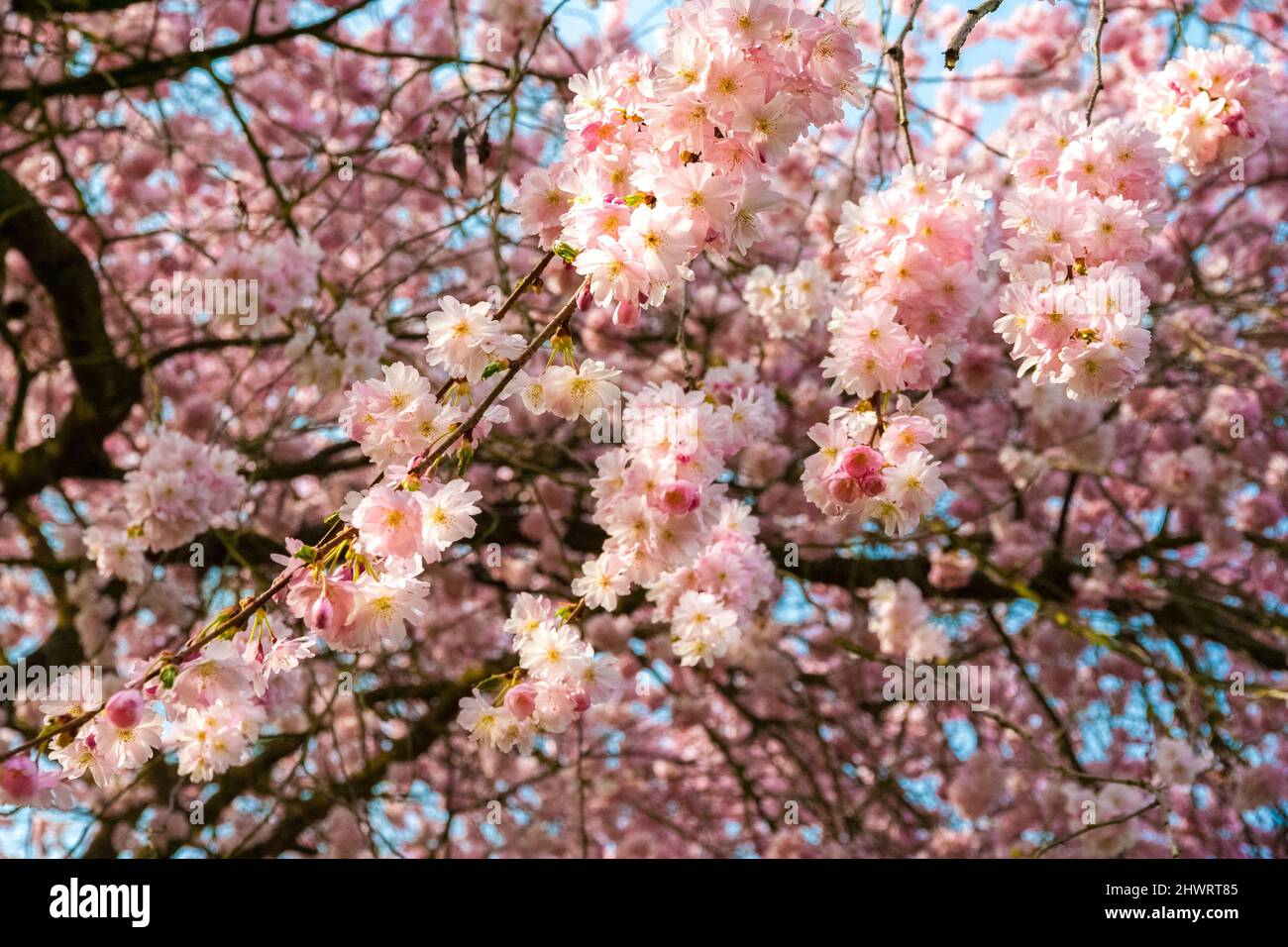 Gorgeous view of numerous Japanese ornamental cherry blossoms (Prunus serrulata) on branches in spring in the famous garden of Schwetzingen Palace,... Stock Photo