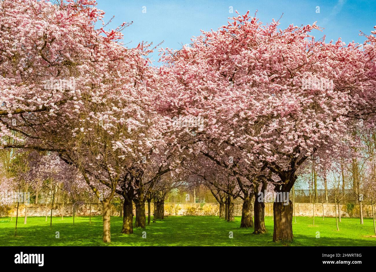 Beautiful view of an avenue of blooming Japanese ornamental cherry trees (Prunus serrulata) in the famous garden of the Schwetzingen Palace in Germany. Stock Photo