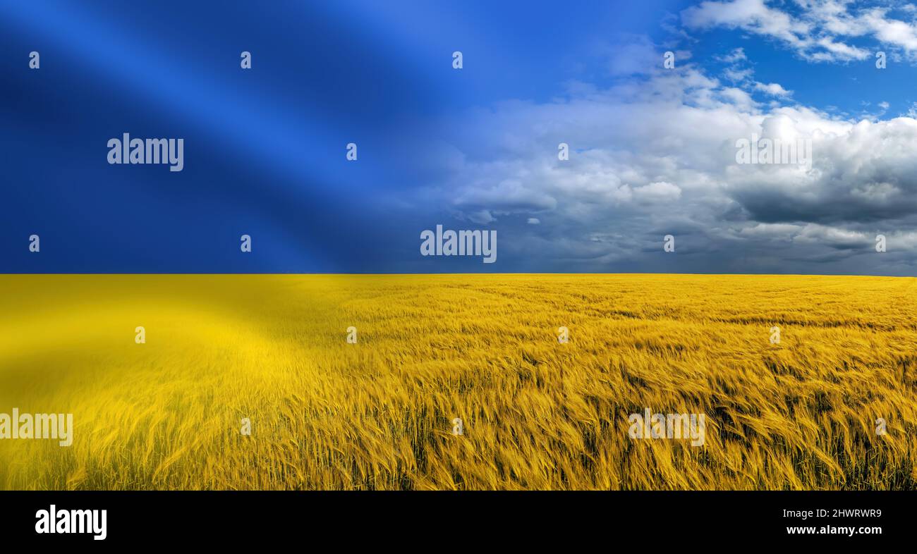 Symbol of Ukraine - Ukrainian national blue yellow flag with closeup of harvest of ripe golden wheat rye ears under a clear blue sky in background Stock Photo