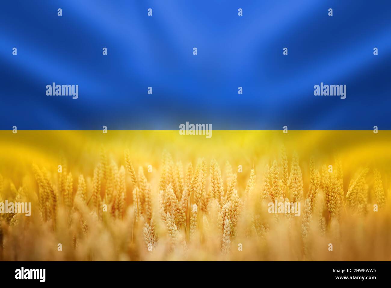 Symbol of Ukraine - Ukrainian national blue yellow flag with closeup of harvest of ripe golden wheat Stock Photo