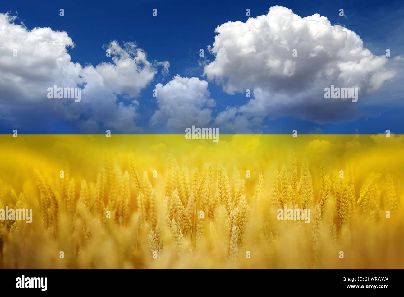 Symbol of Ukraine - Ukrainian national blue yellow flag with closeup of harvest of ripe golden wheat rye ears under a clear blue sky in background Stock Photo