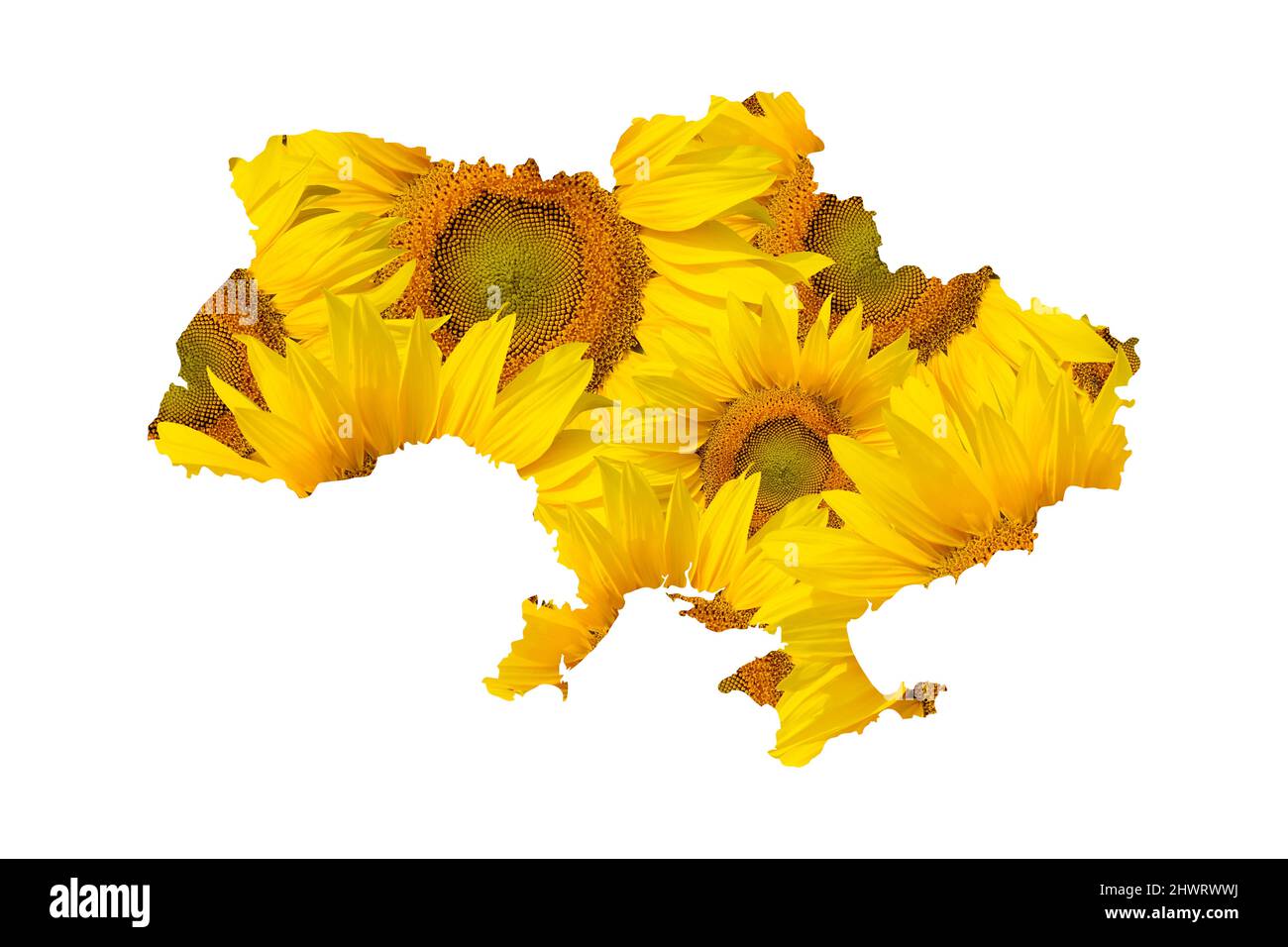 Map of Ukraine from big sunflowers isolated on white background Stock Photo