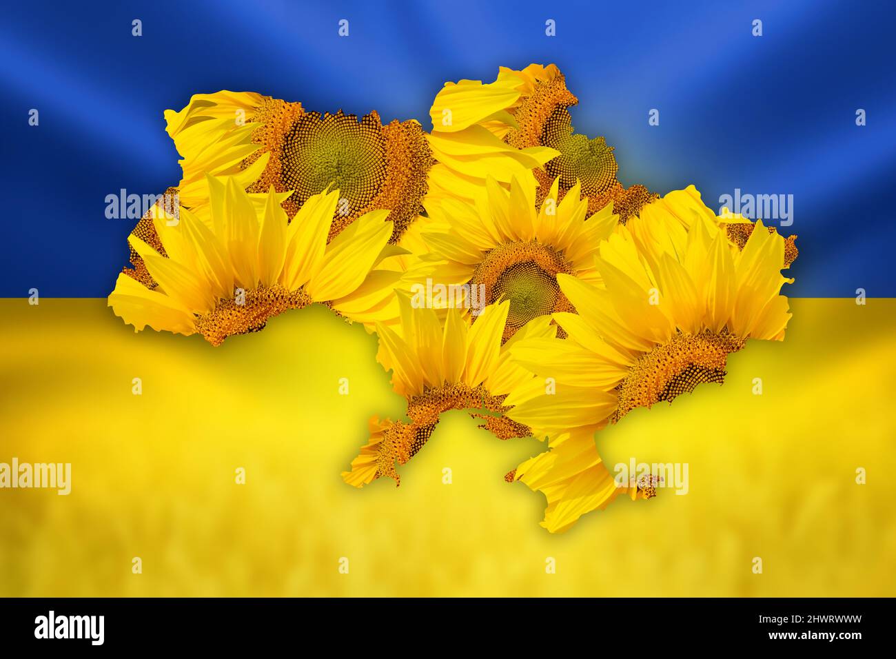 Map of Ukraine from sunflowers - Ukrainian national blue and yellow flag with close-up of harvest ripe golden ears of rye wheat Stock Photo