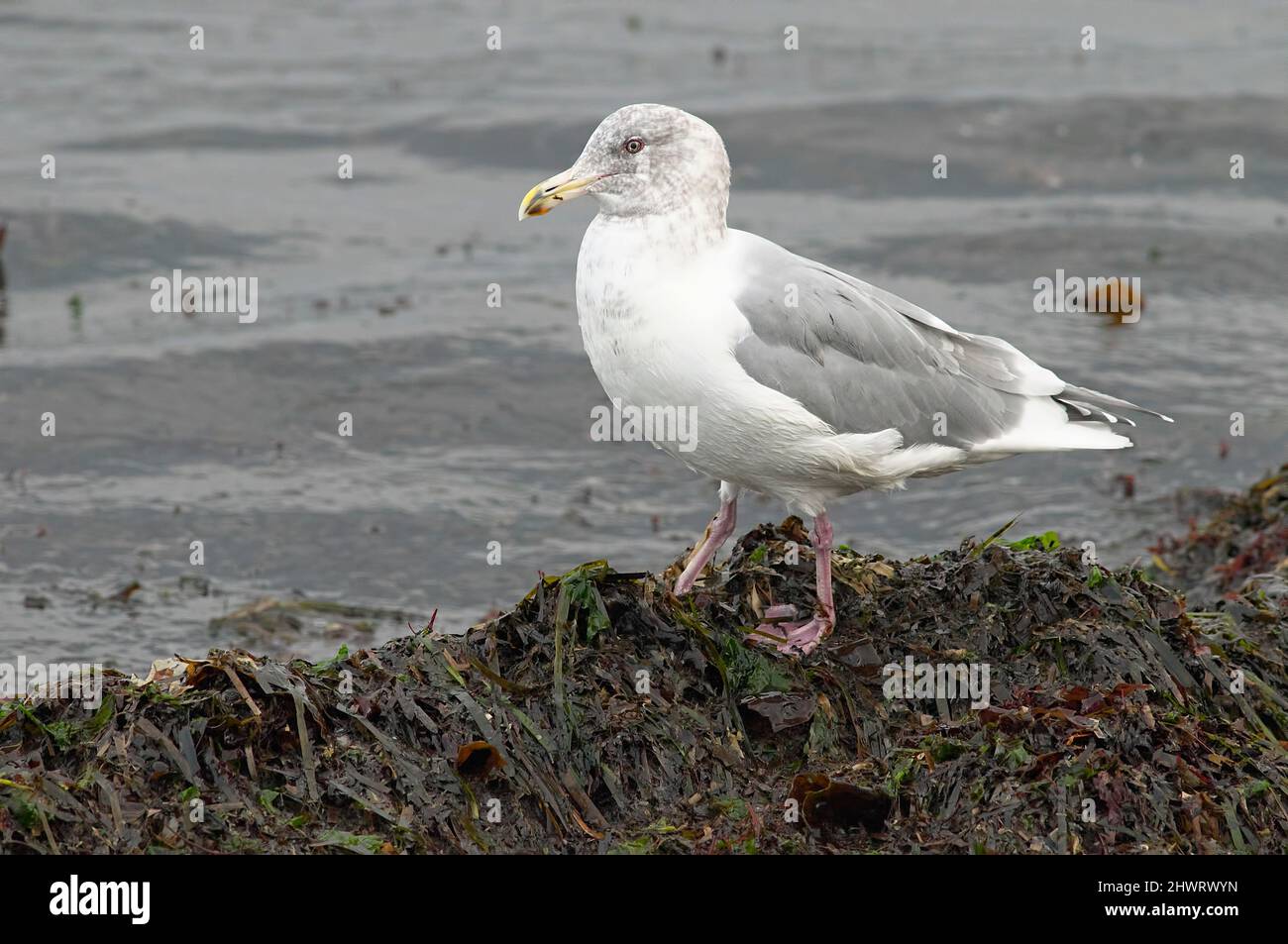 Herring Gull Nonbreeding adult (American) (Larus agrentatus) standing on seaweed by the