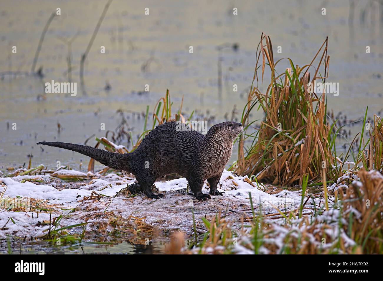 North American River Otter in the snow along the riverbank (Lontra canadensis). Stock Photo