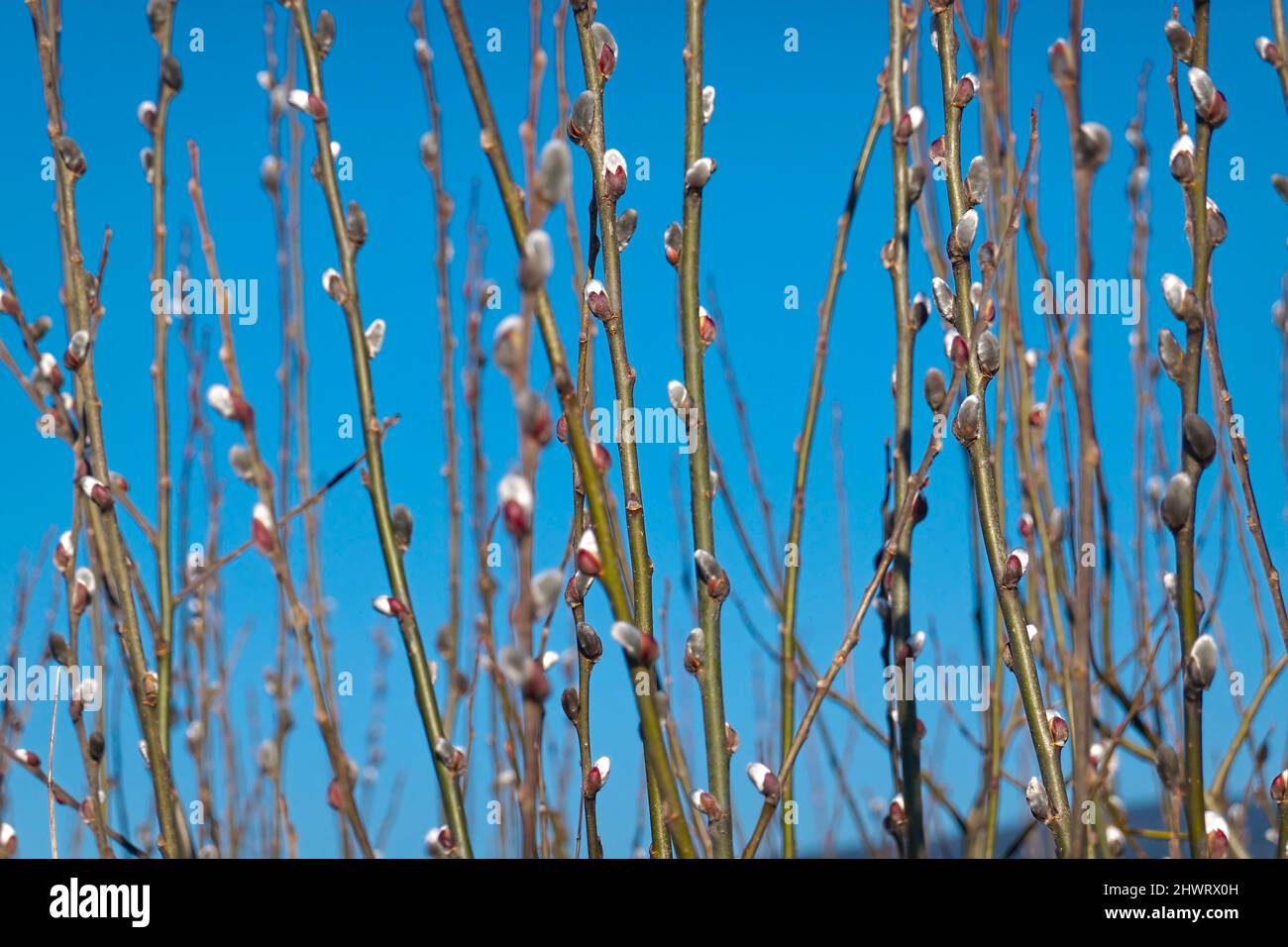 Pussy willow branches with catkins in the springtime (Salix discolor) with blue sky background. Stock Photo