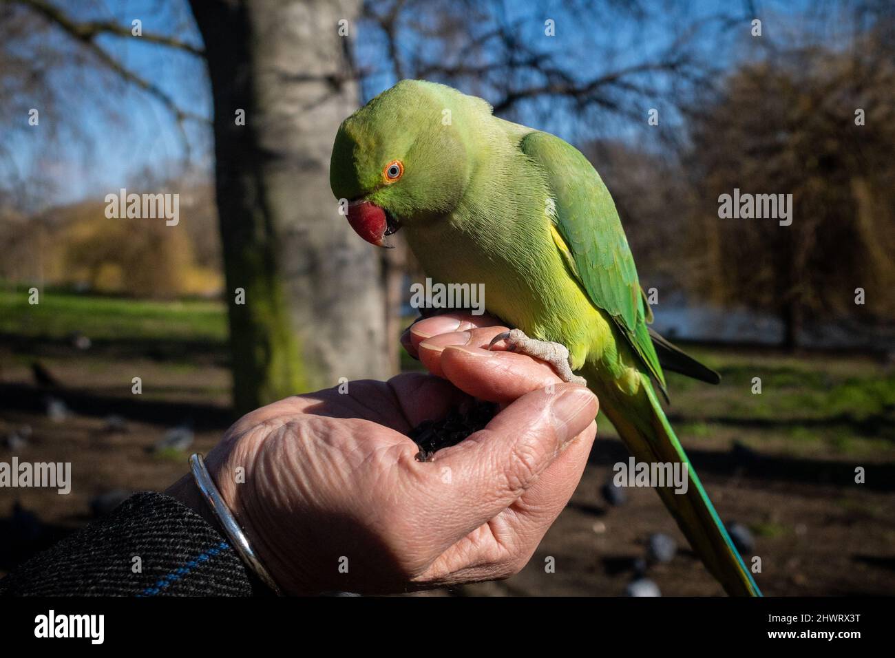 Large cheap indian parakeet