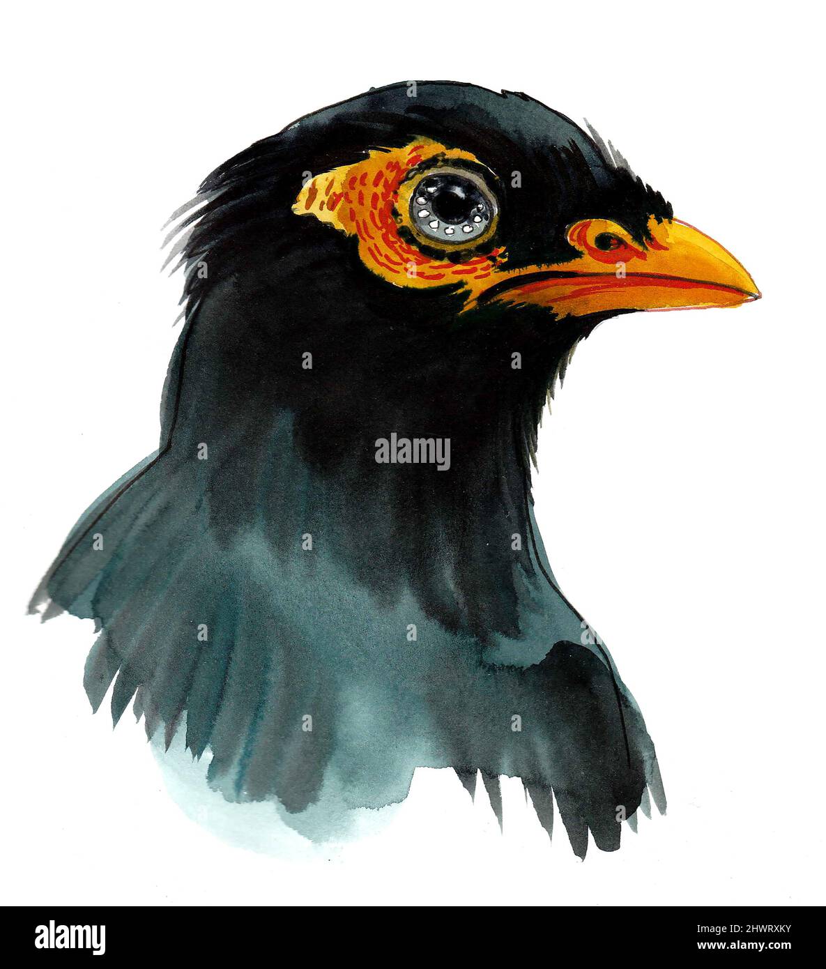 Black bird with grey eyes and yellow beak. Ink and watercolour drawing