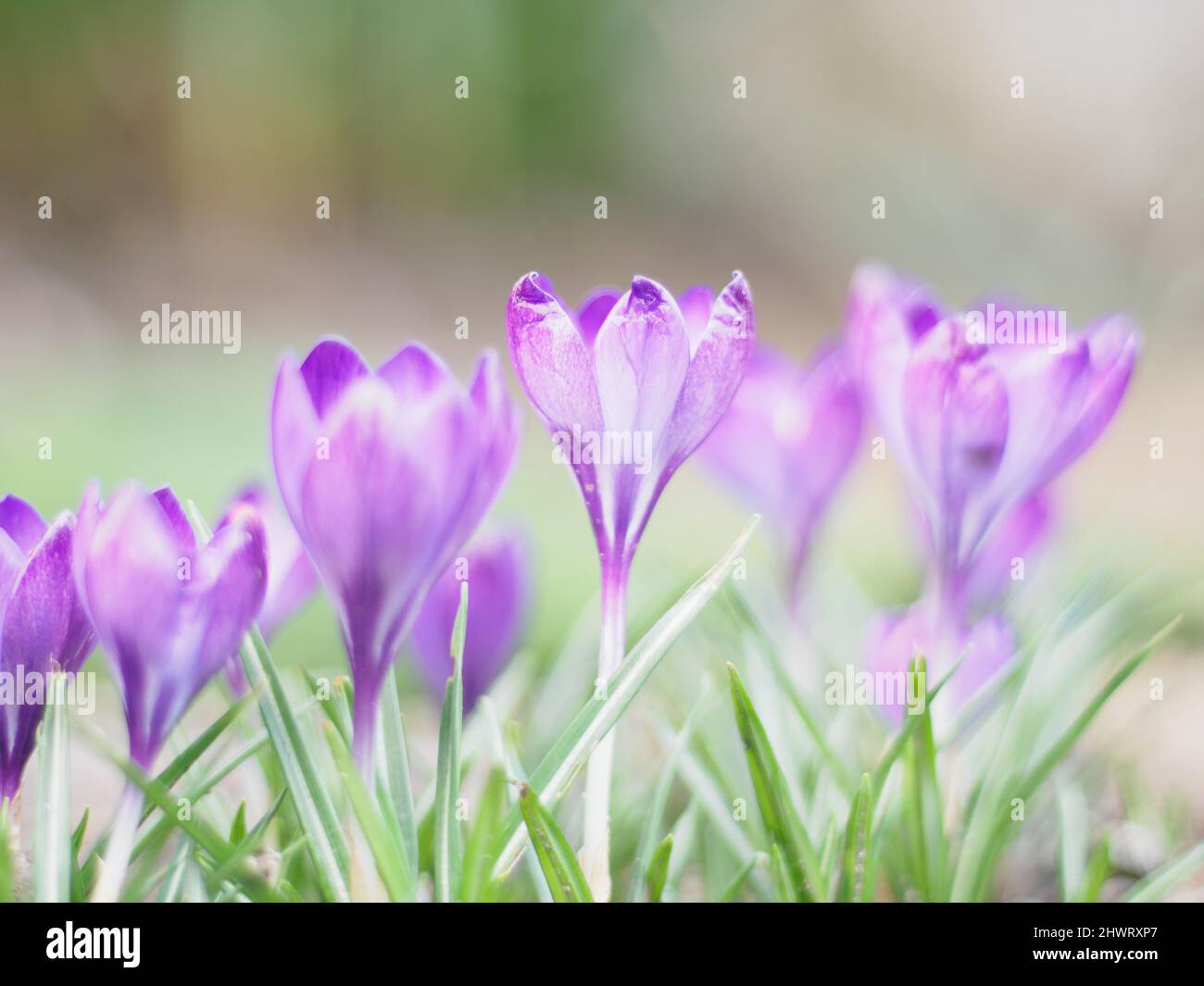 Crocuses in bloom in spring time Stock Photo