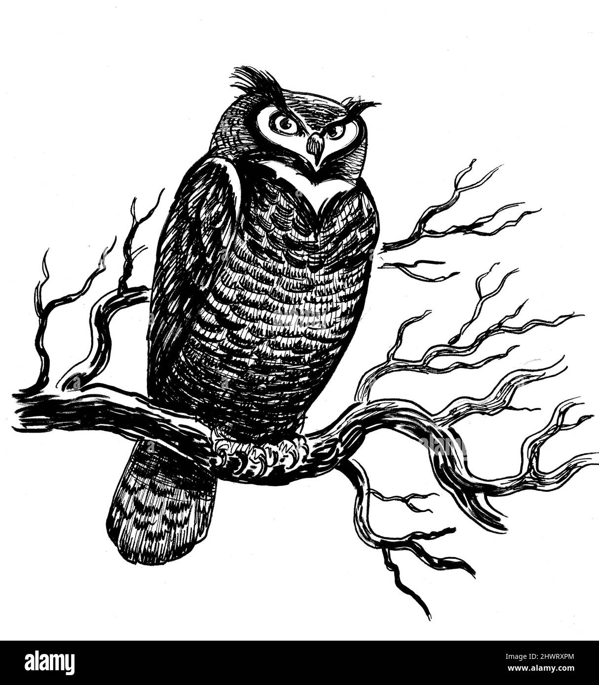 Owl In Tree Clip Art Black And White