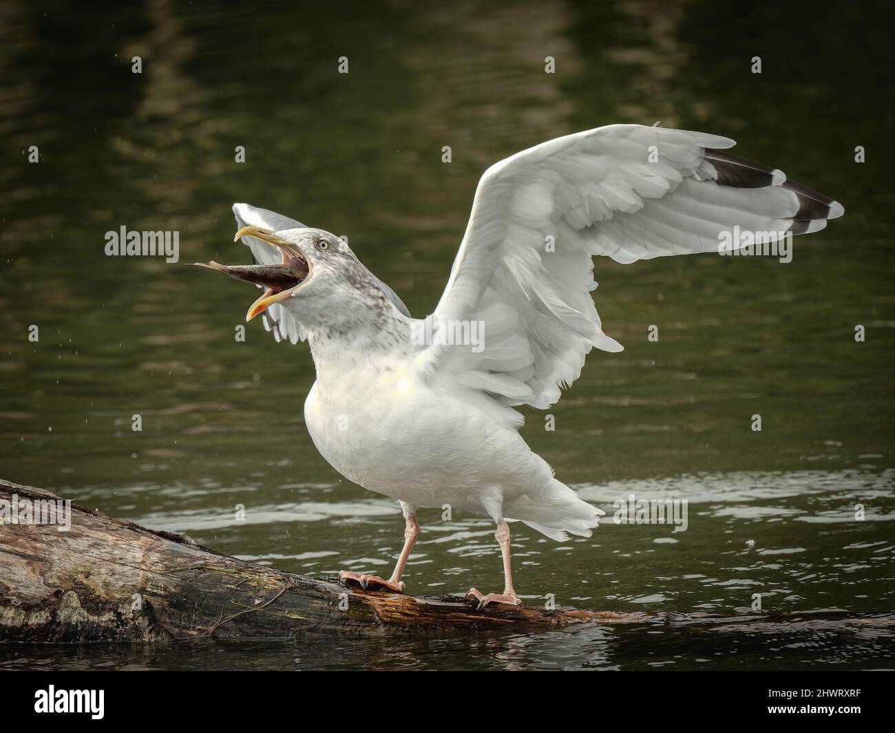 Non Breeding European Herring Gull Eating a Fish Stock Photo Alamy