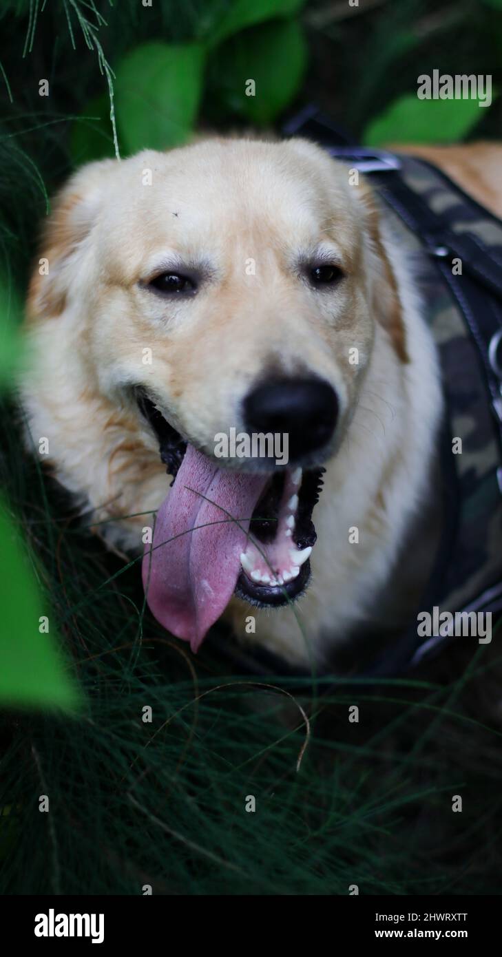 vertical closeup shot of a cute golden retriever dog panting with its tongue out in a dark green garden Stock Photo