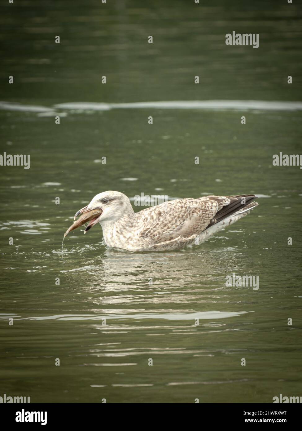 Non Breeding European Herring Gull Eating a Fish Stock Photo Alamy