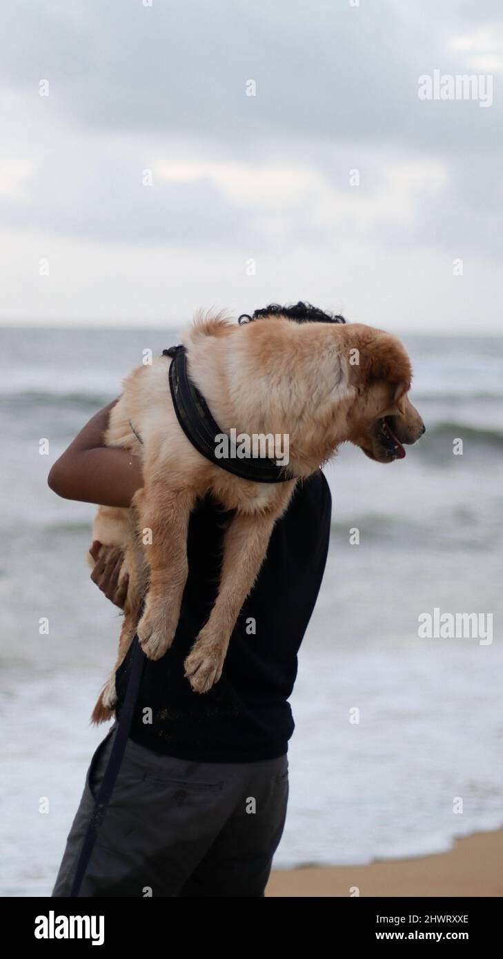 golden retriever dog who is scared of the beach waves being picked up by his person and taken to the beach on a cloudy evening Stock Photo