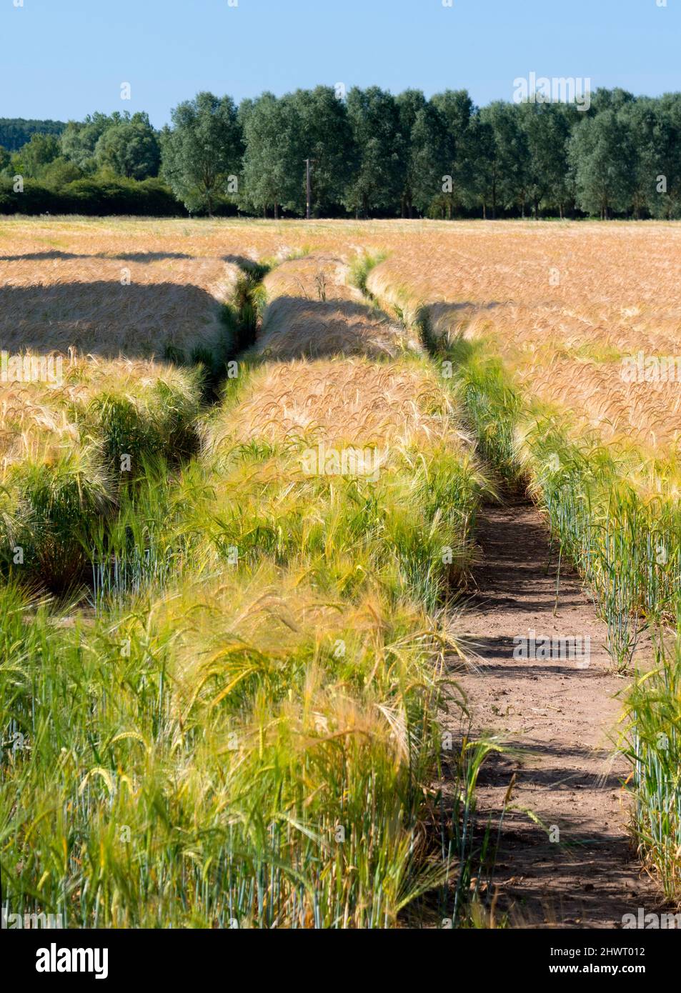 Footpath across what field leading into Radley Forest 2 Stock Photo Alamy