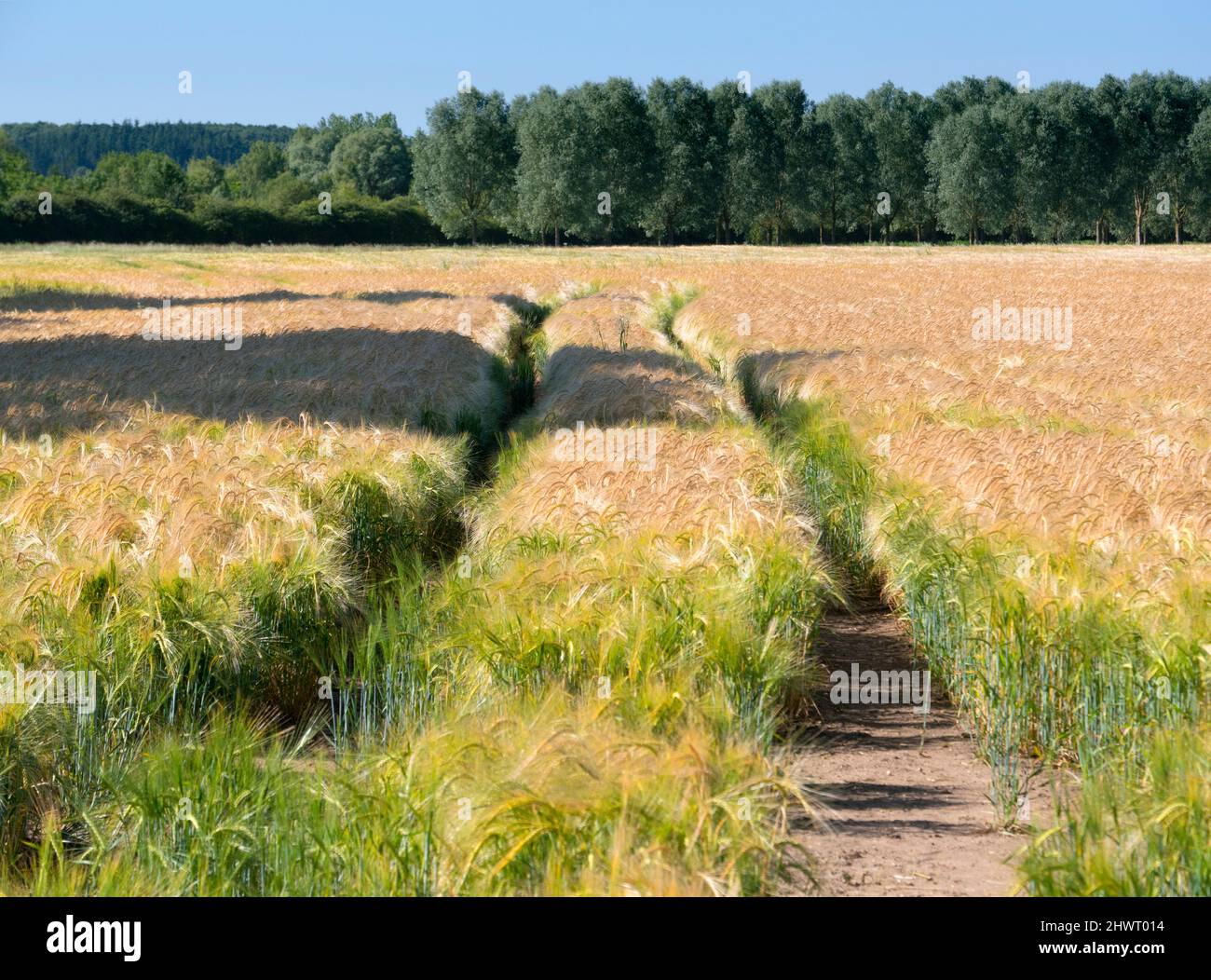 Footpath across what field leading into Radley Forest Stock Photo Alamy
