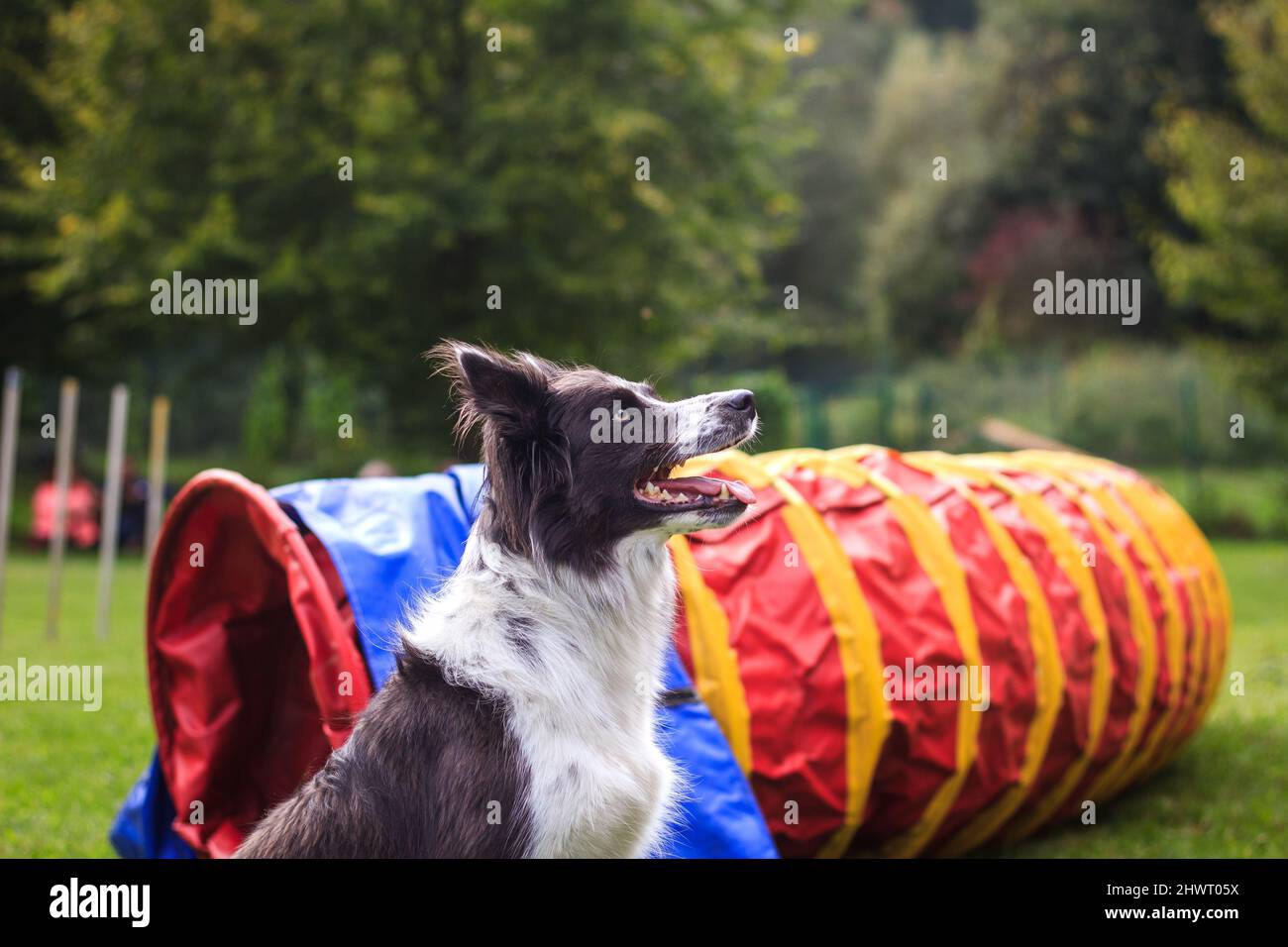 Dog agility. Border collie obedience training. Playful animal Stock Photo Alamy