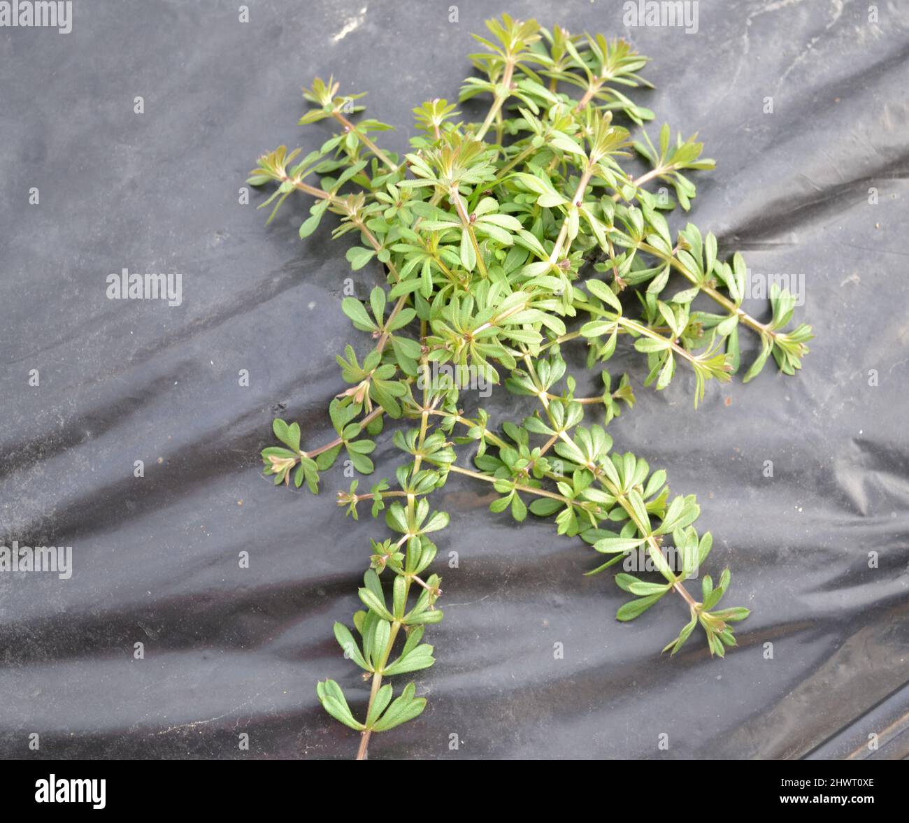 Catchweed hires stock photography and images Alamy