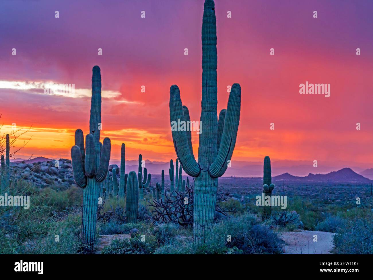 Fiery sunset saguaro cactus hi-res stock photography and images - Alamy