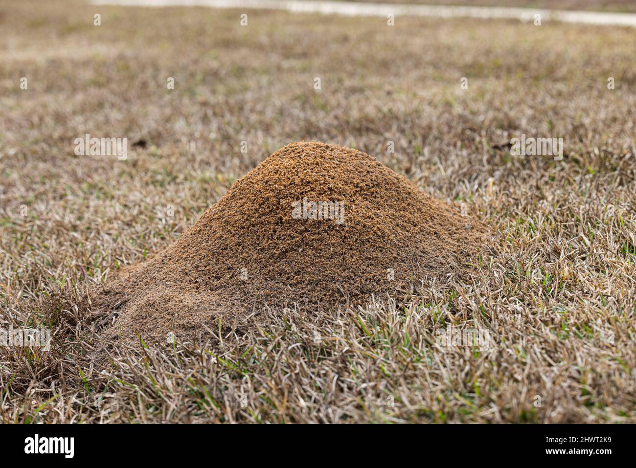 Large red ant pile in the grass in the yard in the winter Stock Photo