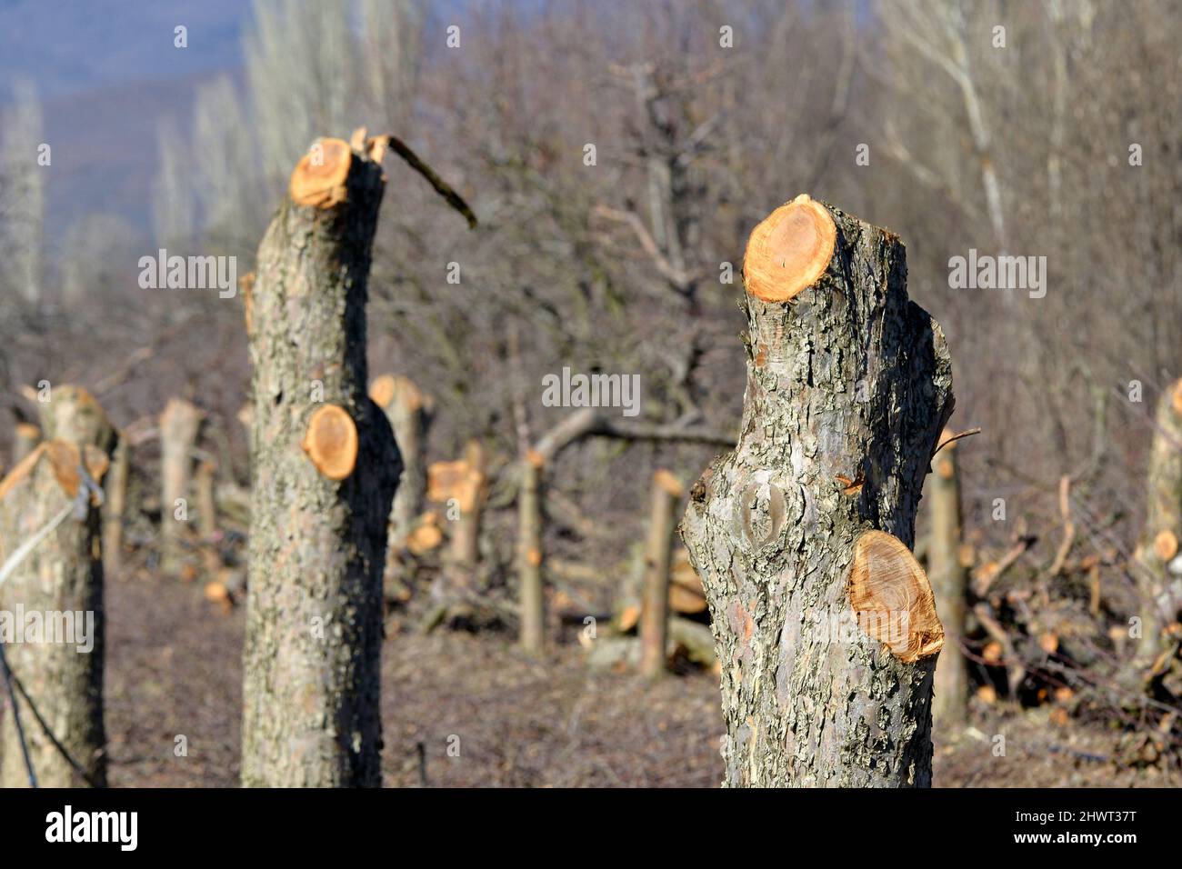 Texture bark old apple hi-res stock photography and images - Alamy